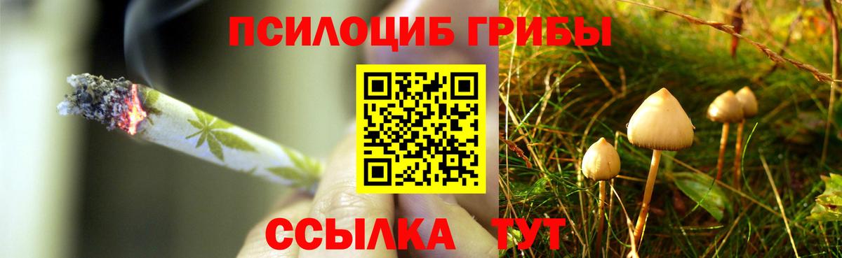 Галлюциногенные грибы GOLDEN TEACHER  Псилоцибиновые грибы Cubensis  Кувандык  Вход с VPN 